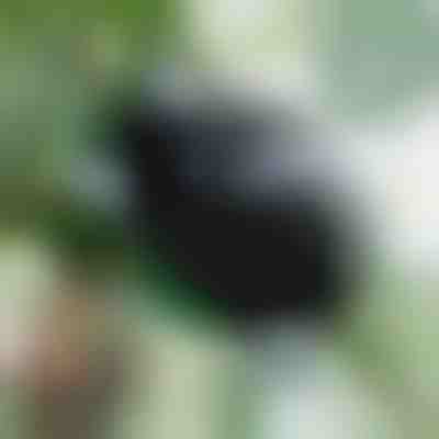 Kutija za razmnožavanje za zdrave korijene (5 komada) | ROOTY