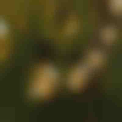 LED žarulje u nizu | YARDBULBS